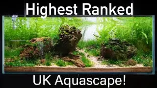 Recreation of 9th Place IAPLC Aquascape 'Golden Hour' by UK Aquascaper Tom Ryan.