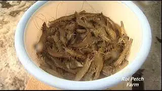 Thaïlande : trésors marins et pêche durable, l'autre visage du Sud ! 🦀🦐