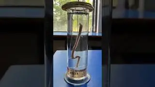 phylum annelida #uttarkashi #amu #biology #science #zoology