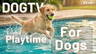 Need to Entertain Your Dog? Play This Fun Water Adventure!