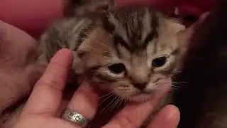 Another 4 kittens #cute #kittens