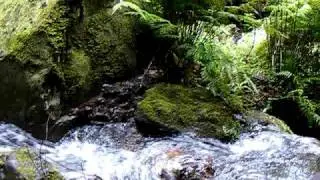 Madeira&acute;s sub tropical rain forest, laurissilva