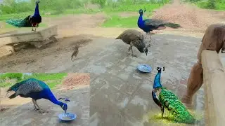Mor ko khorak dana _ Peacock feed _ peafowl feeding _ peahen and peacock feeding time