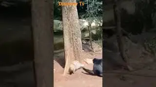 Нарушение личного пространства #avtomotors #funny #doctor #animals #master