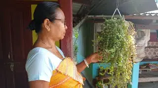 Jwngni Maa ni Pisa bibar Bagan🌸🌷🌺🌹🪴,Naidw ma ma bihar dong || #villagelife#flowers#garden#dailyvlog