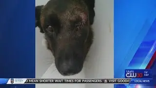 No jail for dog shooter