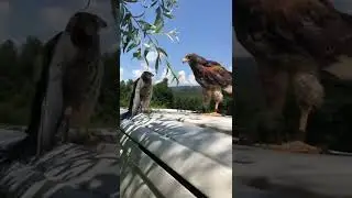 &Aacute;guila vs cernicalo