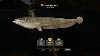 Russian Fishing 4 2021 02 15   сом амурский   12 12 49 02
