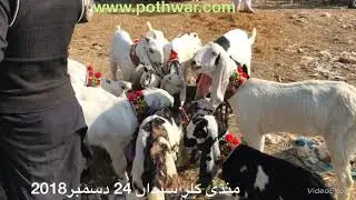 Mandi Kallar Syedan 2018 by pothwar.com تبدیلی منڈی کلر سیداں