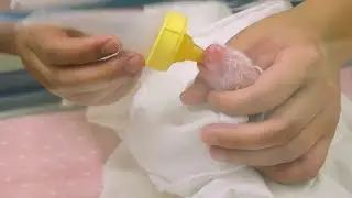 Birth of giant pandas twins in Belgium | AFP
