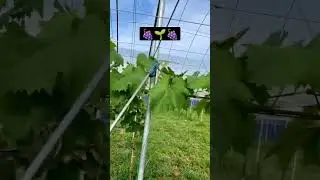 grapes spray time || farmer baba