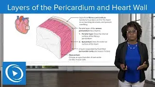 Layers of the Pericardium and Heart Wall &ndash; Physiology | Lecturio Nursing