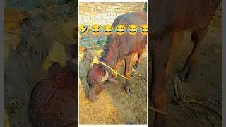 iye bhi mere har smye piche pda rehta hai #funny #youtube #vairal #short😂