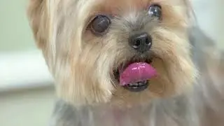 #shorts   Aww pepies ❤️and dogs funny and cute animals ❤️
