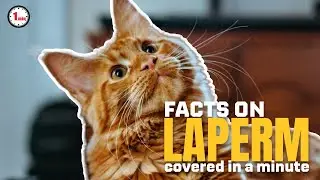 Meet Laperm known for its curly coat | Laperm Cat in 1 Minute | AnimalSnapz