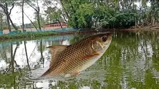 VILLEGE FISHING,ROHU FISH#fishing #fishingvideo,fishing videos,fishing the ,fish,