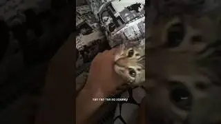 крутая #рекомендации #котики #хомяк #залетит