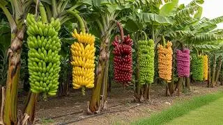 Best Skills how to grow Banana tree from grape fruit in water