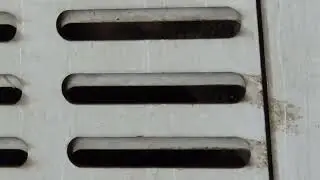 the sound of these sentient animals