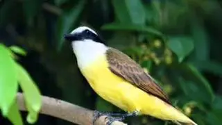 Primavera pampeana - Miro Saldanha