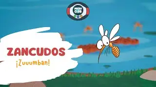 #MICROCLUB T1 - ZANCUDOS #insectos #zancudo #ciencia