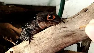 Red-Eyed Crocodile Skink Hand-Feeding (Tribolonotus gracilis)