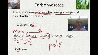 organic molecules