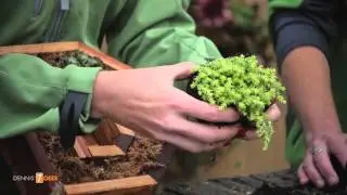Planting up Living Letters with Succulents