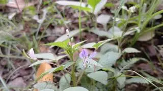 ​🐜 Ants Tend Aphids on Tender New Plant Growth: Close-up of Symbiotic Pest Infestation 1