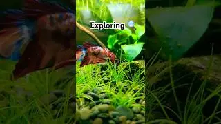 Curious betta #bettafish #betta #aquarium #aquascape #fish #fishtank #stressrelief #calmdown