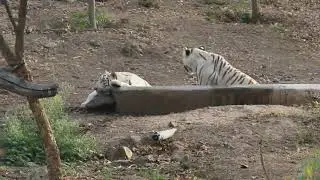 The Majestic White Tiger 🐅 | Beauty, Power & Grace of Nature