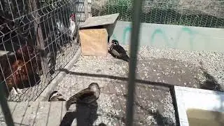 Gospodăria unchiului meu!!(Rațe mandarin.....gâște califar)!!  (partea 3)