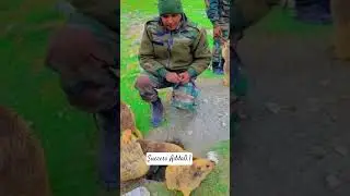 Indian Army Para commando status || Army status || #army #armylover #armystatus #paracommando