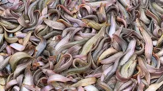 Find out what are the biggest obstacles to fish farming