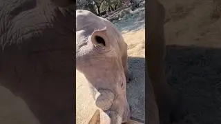 I just got a pet rhino!￼