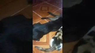 funny cat , laughing cat, nice cat , cat khmer