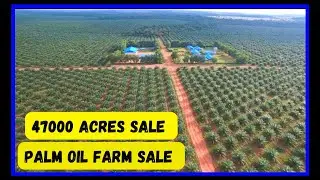 47000 ACRES || PALM OIL FARM FOR SALE