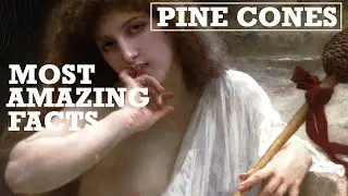 Top 5 Most Amazing Facts About Pine Cones