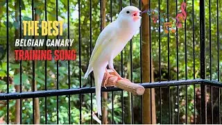 Song to Warm Up Belgian Canary and Fire Up Females