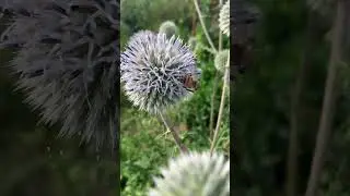 Цветение мордовника на песенке