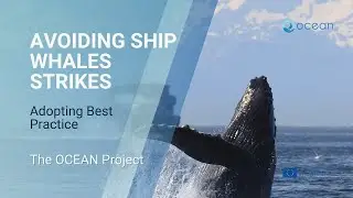 Best Practice to Avoid Ship Whale Strikes | The Nautical Institute