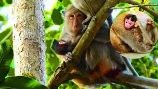 Breaking News!!! Congratulation mom Maria give a new birth today, Group: Amari Troop, Date 14/01/24.