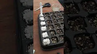 Jekka’s seed sowing tips: Part 3 Sowing Seeds.