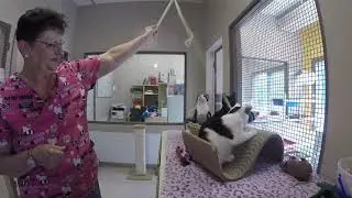 Caring For Cats