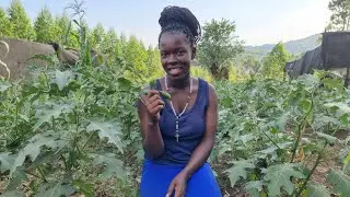 Vegetable Farming Profit per Acre || Garden Egg Farming Explained Profitable tips for Beginners