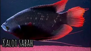 Kaloi Sabah Red Tailed Giant Gourami | Part 2