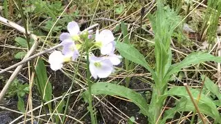 Cuckoo flower