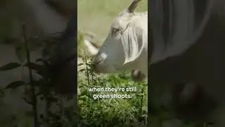 Goats Helping Wildfire Prevention | My Climate Journey
