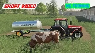 Adding Straw to shed bed and Watering Cows|fs19