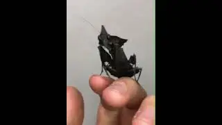 big inventory 🦗🦗🐜